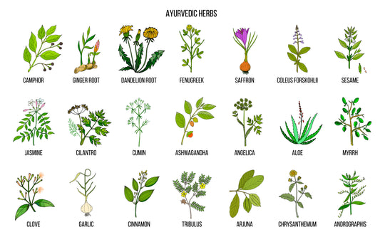 History of Ashwagandha Supplement